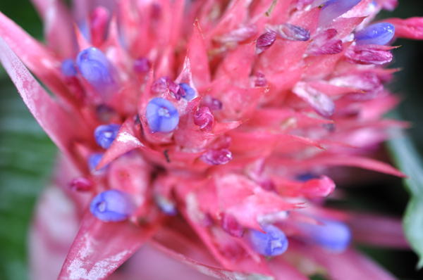 パイナップルの仲間グズマニアの花: パイナップルの花とも似ている